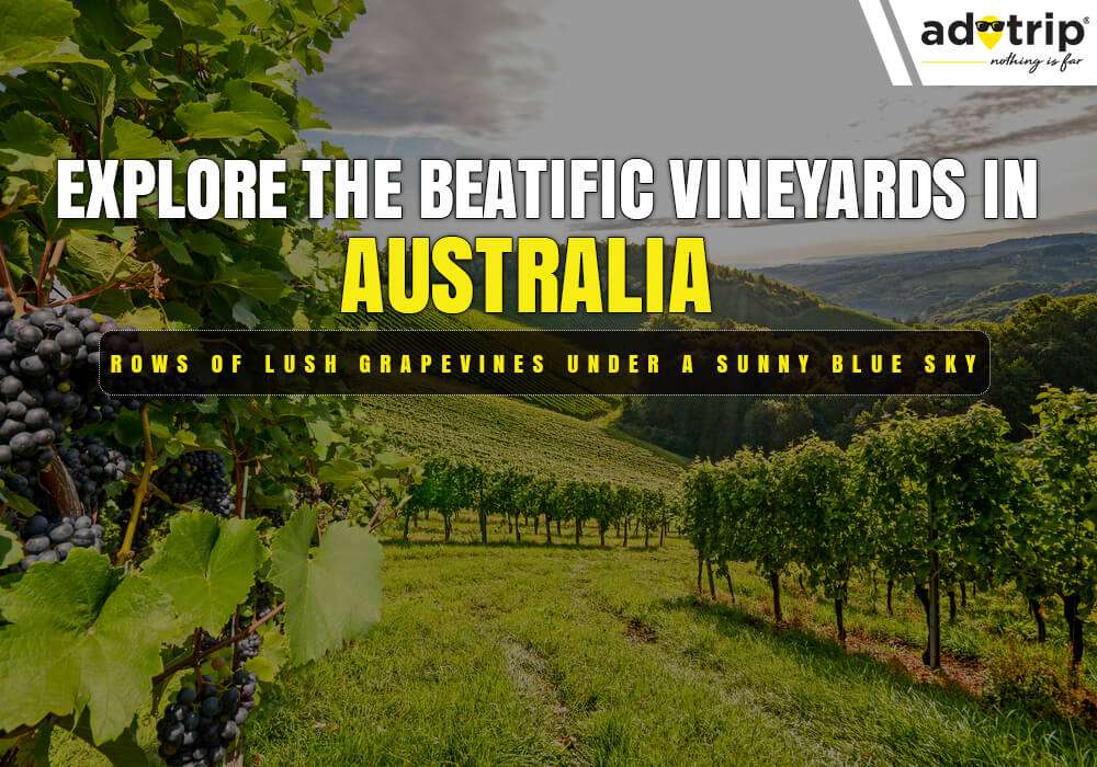 Vineyards in Australia